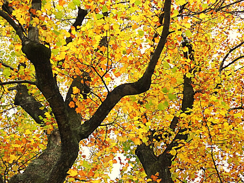 ユリノキの紅葉