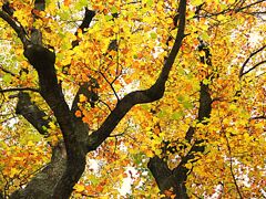 ユリノキの紅葉