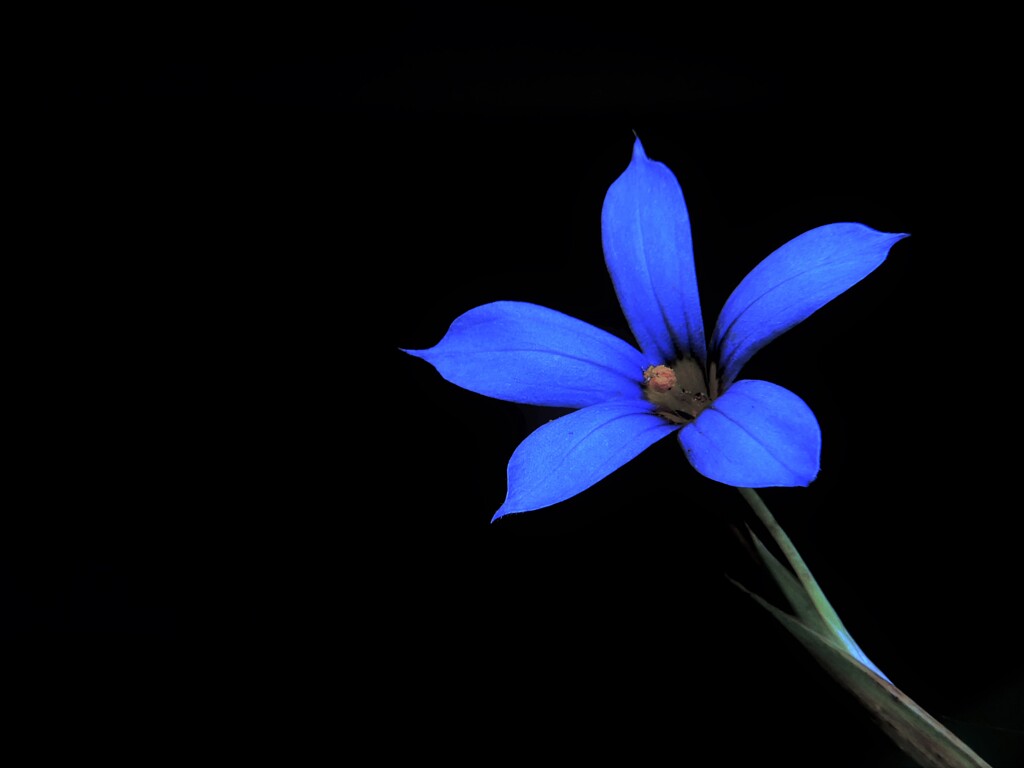 瑠璃庭石菖