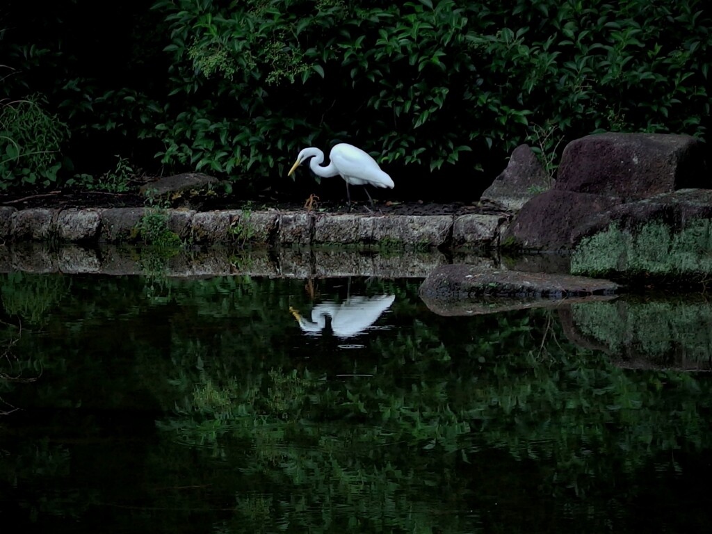 ダイサギ