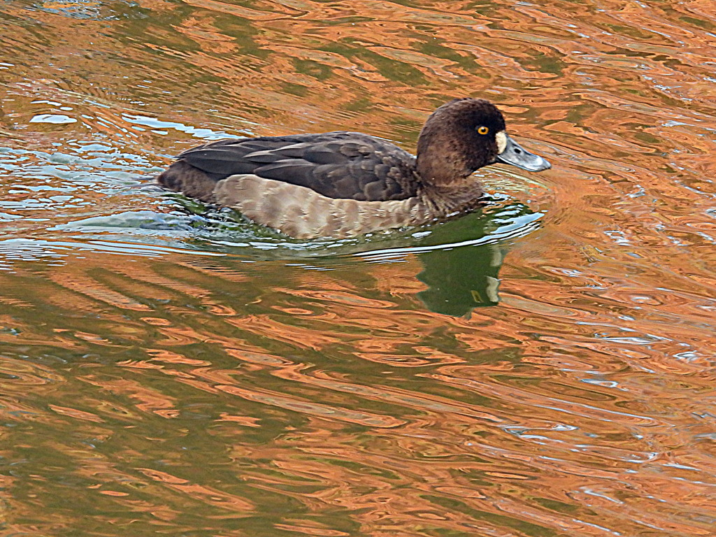 弁天池のキンクロハジロ