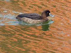 弁天池のキンクロハジロ