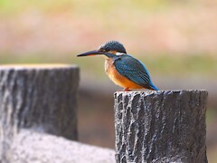 獲物を狙うカワセミ