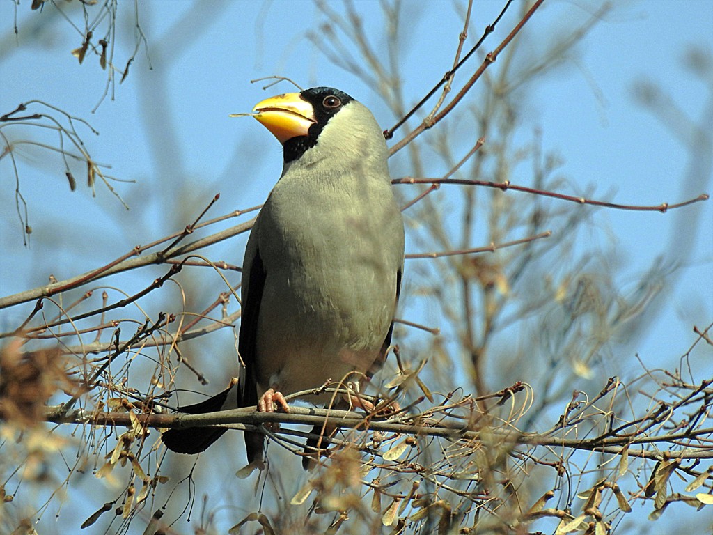 イカル