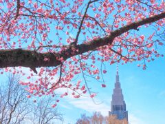 高遠小彼岸桜とドコモタワー 