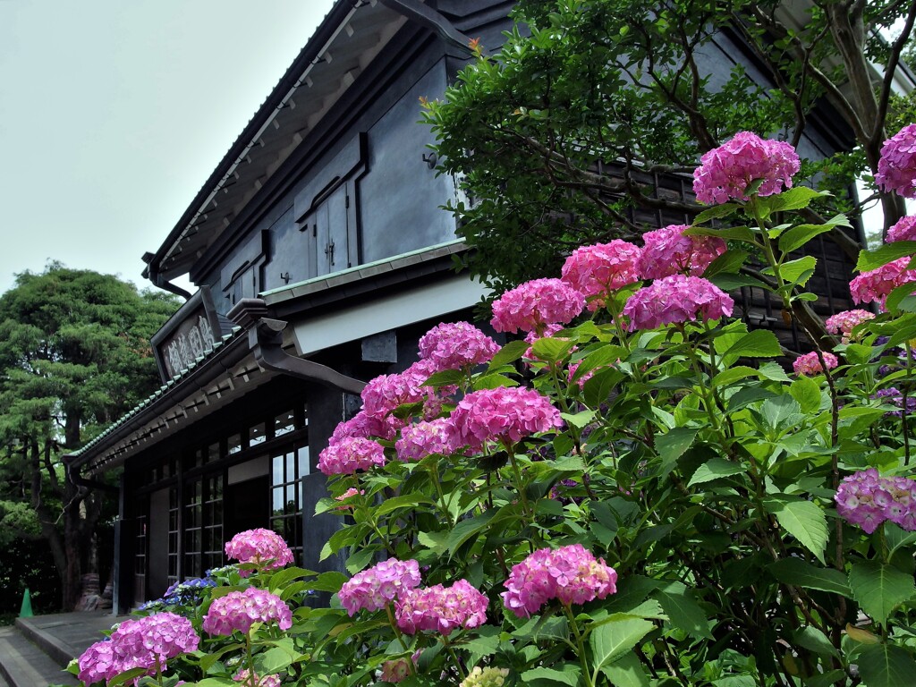 紫陽花と旧島田家住宅