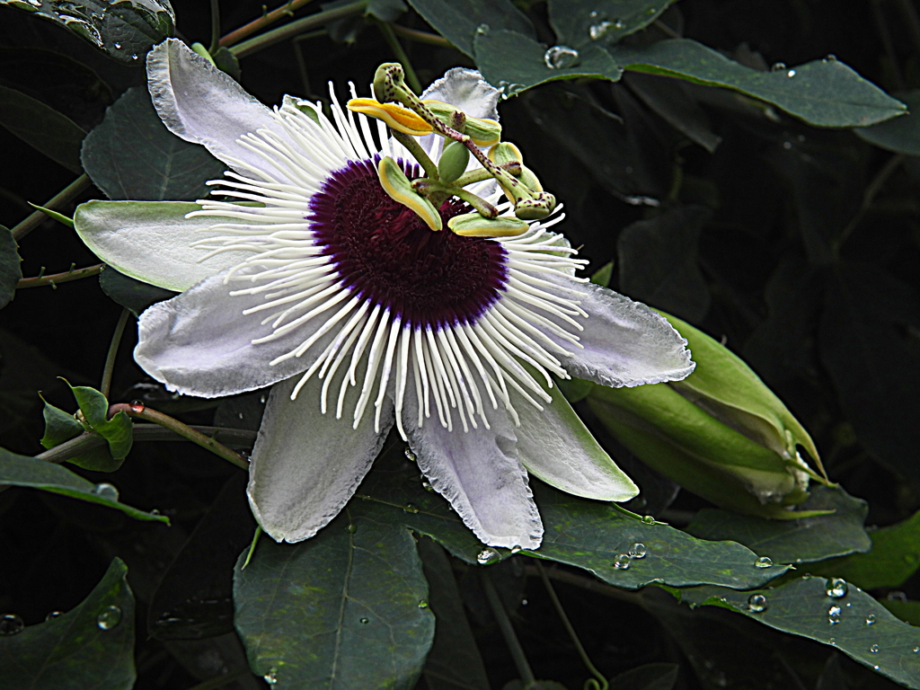 クリアースカイ