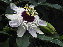 クリアースカイ