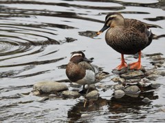 野川の野鳥達