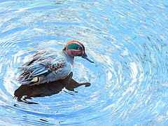 神田川のコガモ