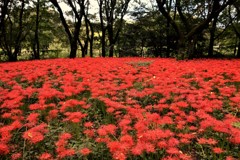 燃える野川公園