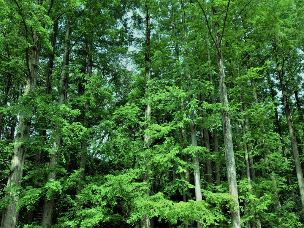 生田緑地の林