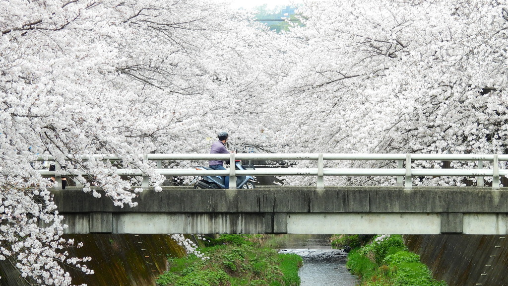 西の橋の桜