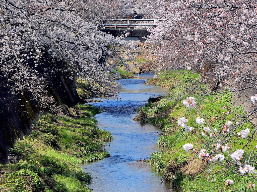 三沢川さくら回廊