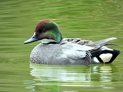 お茶の水池のナポレオンハット