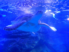 水族館の人気者