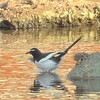 背黒鶺鴒