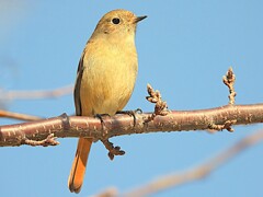 桜の木の枝にジョウビタキ♀