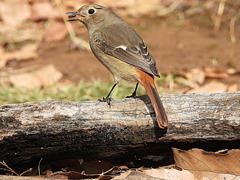 餌を咥えたジョビ子