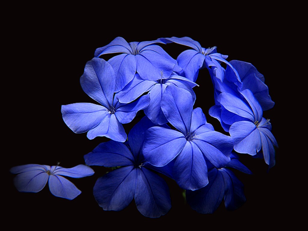 瑠璃茉莉