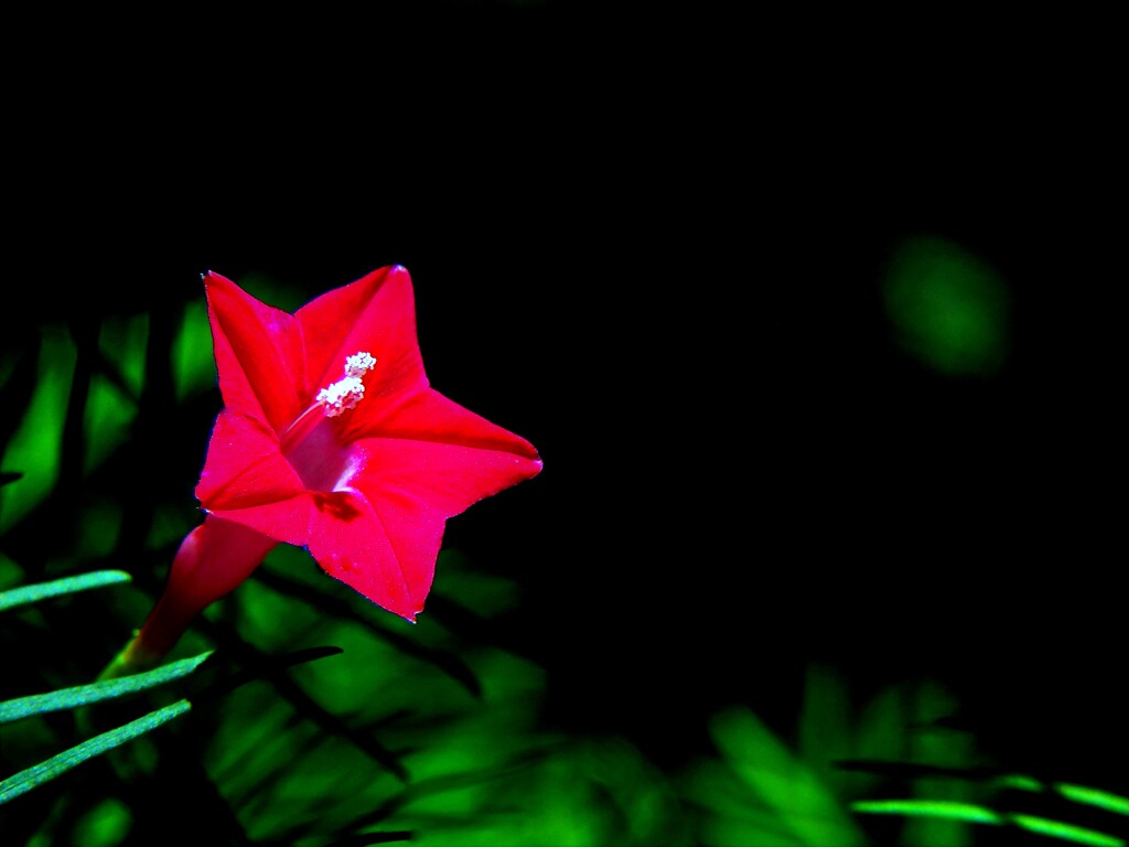 縷紅草