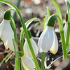 スノードロップ