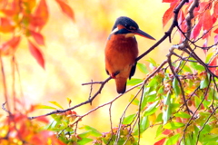 紅葉とカワセミ