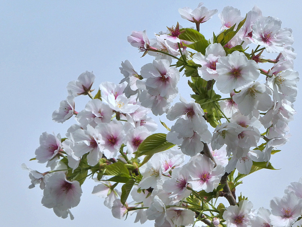 憲政記念会館の桜　咲耶姫