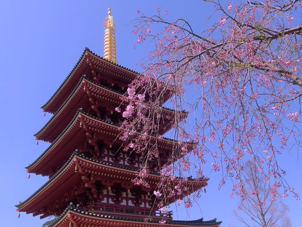 五重塔と枝垂桜