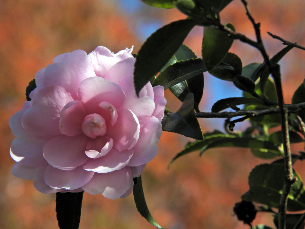 乙女山茶花