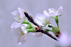 山形の桜