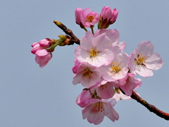 神代曙１