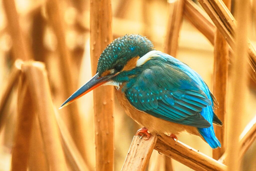 不忍池のカワセミ