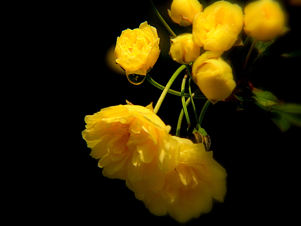木香薔薇