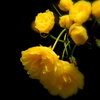 木香薔薇