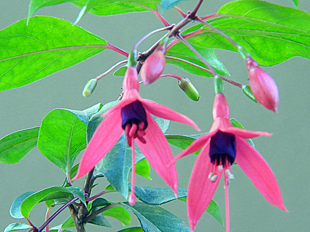 貴婦人のイヤリング