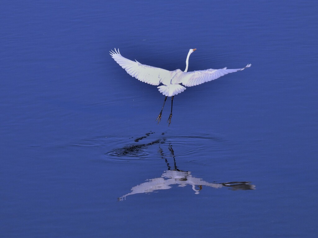ダイサギ