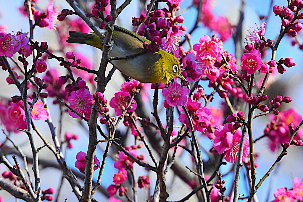 紅梅にメジロ