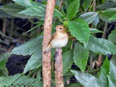 キビタキ♀