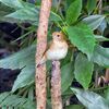 キビタキ♀