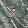 ルリビタキ♀ 