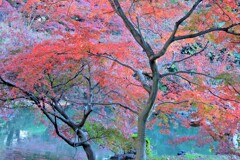 下ノ池の紅葉