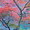 下ノ池の紅葉