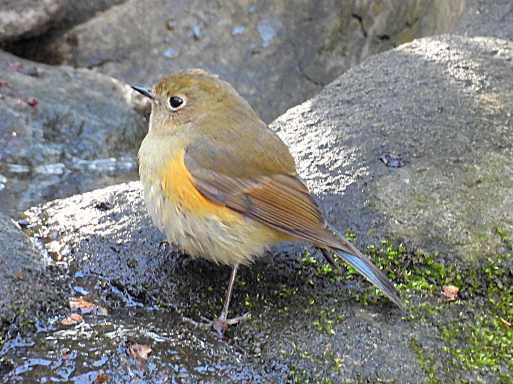 小鳥の森のルリビタキ♀タイプ