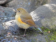 小鳥の森のルリビタキ♀タイプ