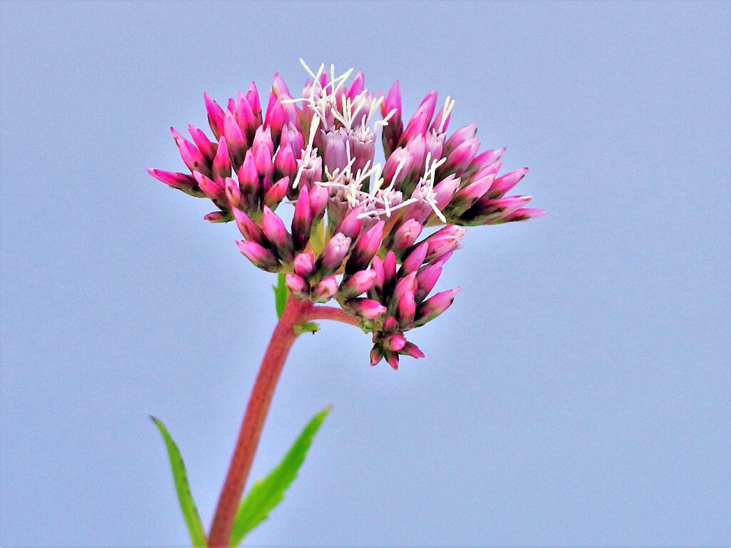 沢鵯