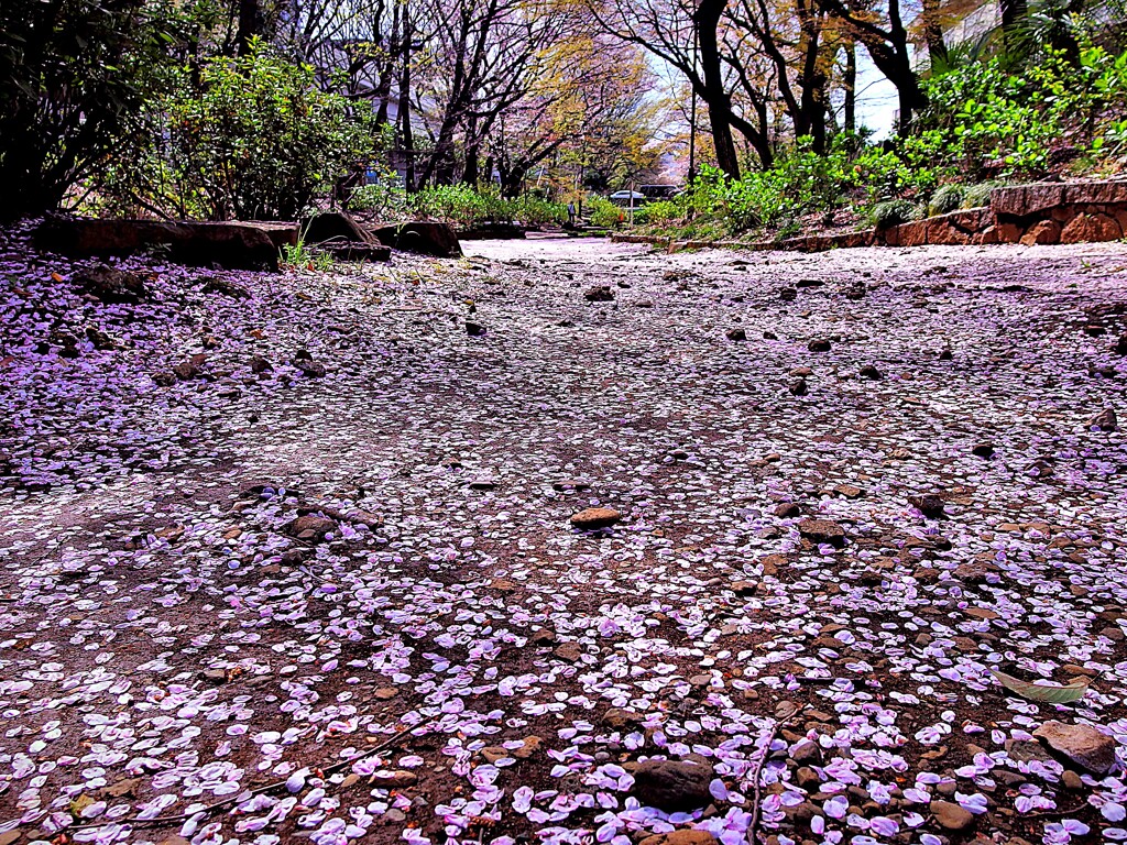 桜散る