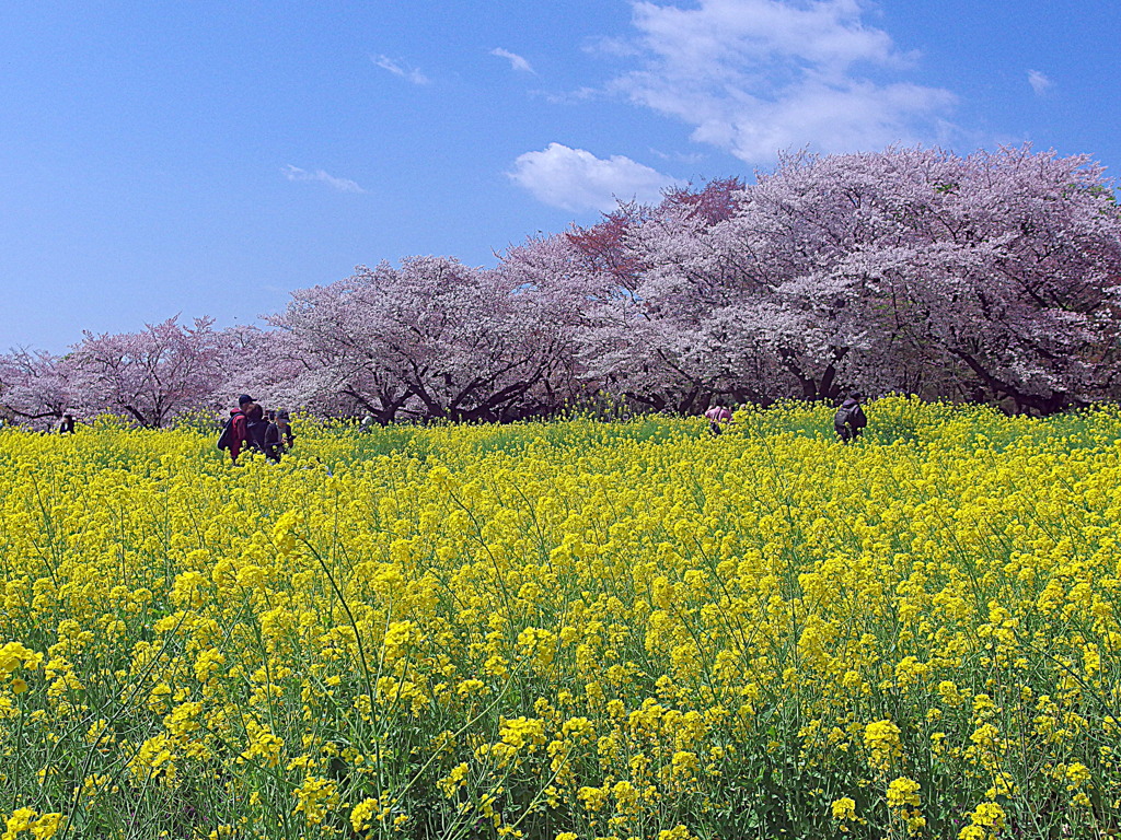 菜の花と桜 