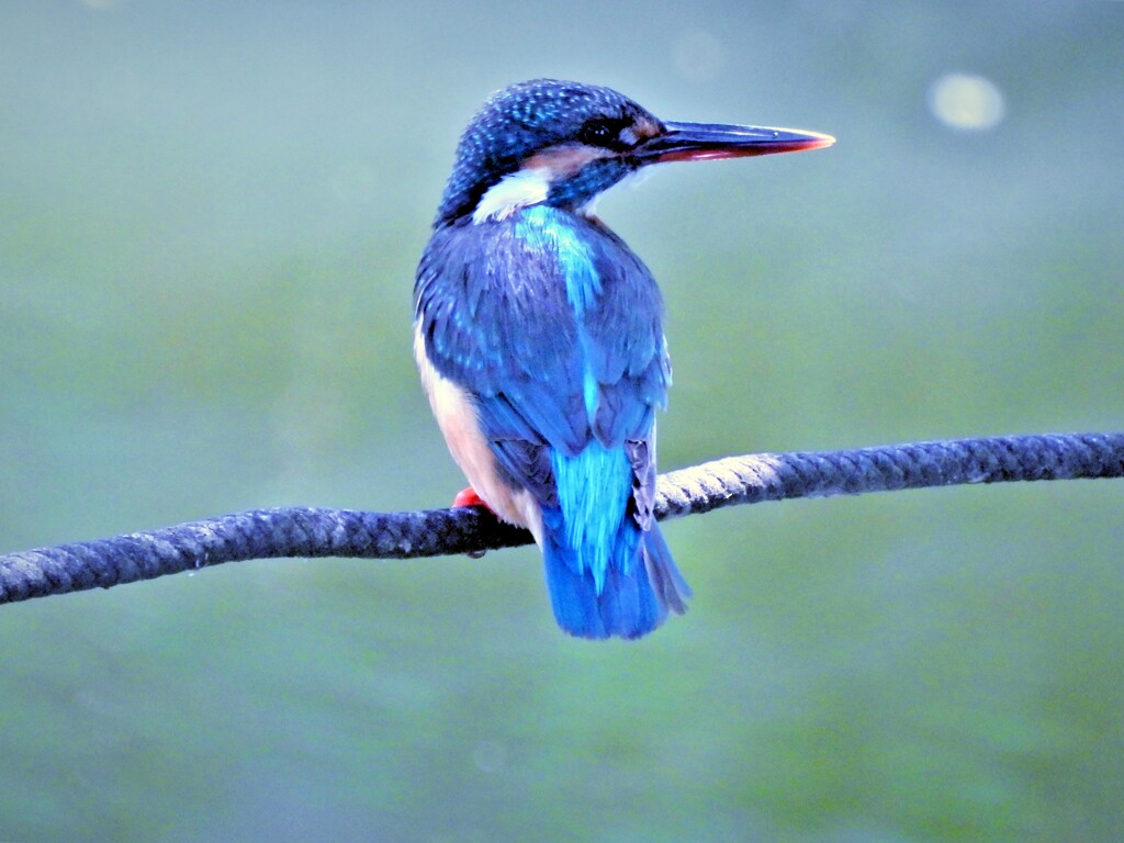 下池のカワセミ