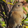 ジョウビタキ♀